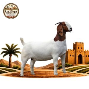 تيس صومالي