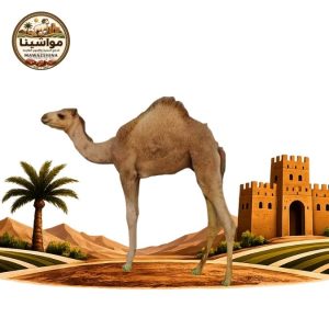 قعود (حاشي)